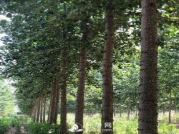 河南周口：培育出不飞絮的杨树新品种