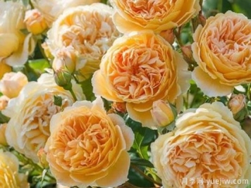 大花香水月季的养护方法，分享10种花香飘满屋