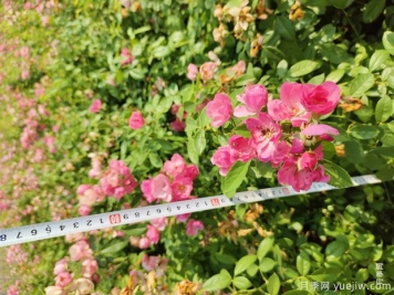 安吉拉月季盆栽苗，60厘米高基地发货