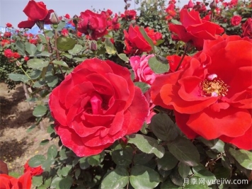 月季、玫瑰、蔷薇分别是什么？如何区别？